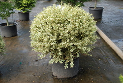 Buxus sempervirens Aurea Variegata — photo 2